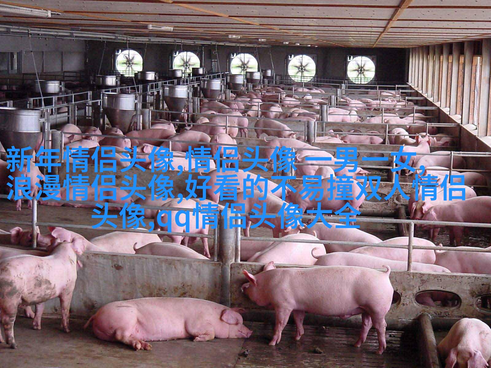 正能量微信头像图片大全(精选20张)